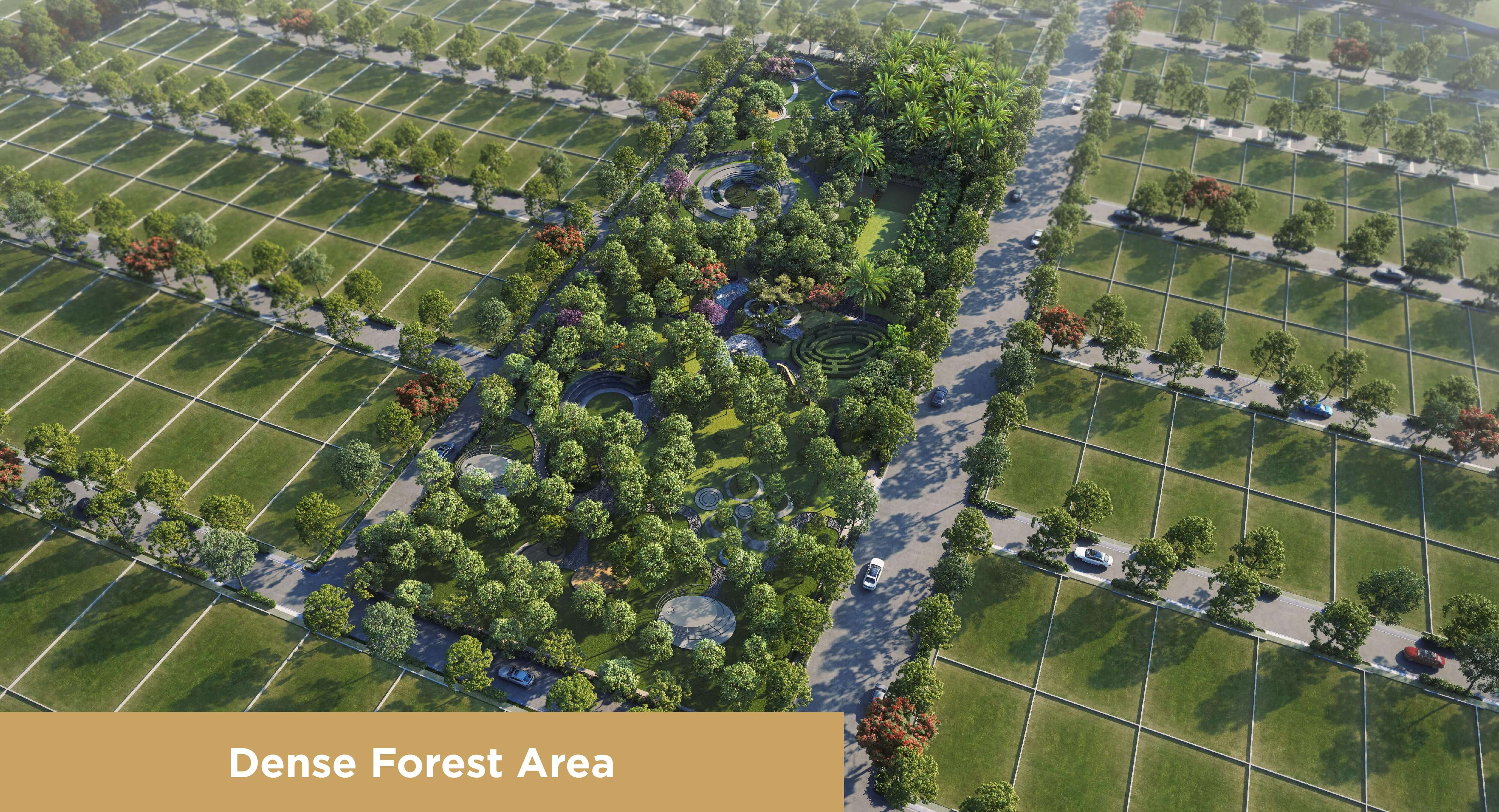 Dense Forest Area